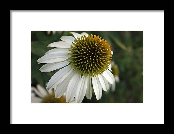 Coneflower Framed Print featuring the photograph White Coneflower by Ellen Tully
