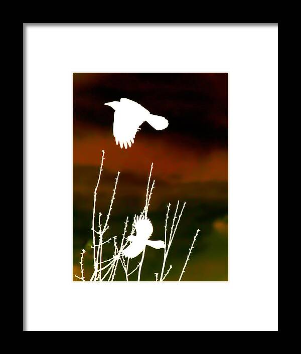 Crow Framed Print featuring the photograph White Crow and the Bluejay by Lesa Fine