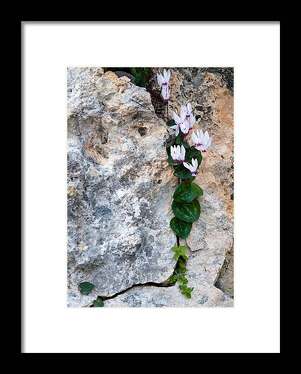 Cyclamen Framed Print featuring the photograph White Cyclamen flowers by Michalakis Ppalis