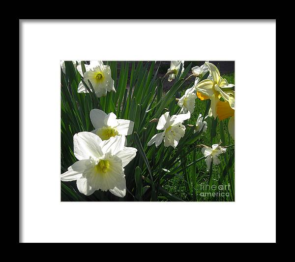 Photographs Framed Print featuring the photograph White Daffodils by Ellen Miffitt