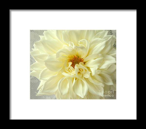 Nature Framed Print featuring the photograph White Dahlia by Olivia Hardwicke