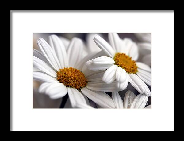 White Framed Print featuring the photograph White Daisies by Amanda Mohler
