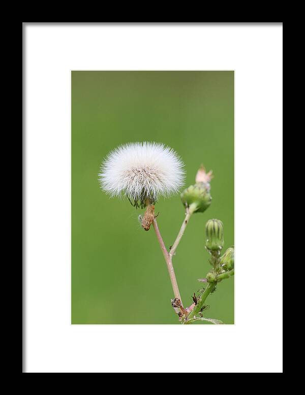 Dandelion Framed Print featuring the photograph White Dandelion by Ester McGuire