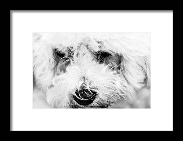 Dog Framed Print featuring the photograph White Dog by Ben Graham