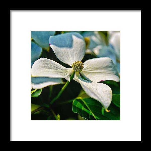 Chanticleer Gardens Framed Print featuring the photograph White Dogwood Flower by Louis Dallara