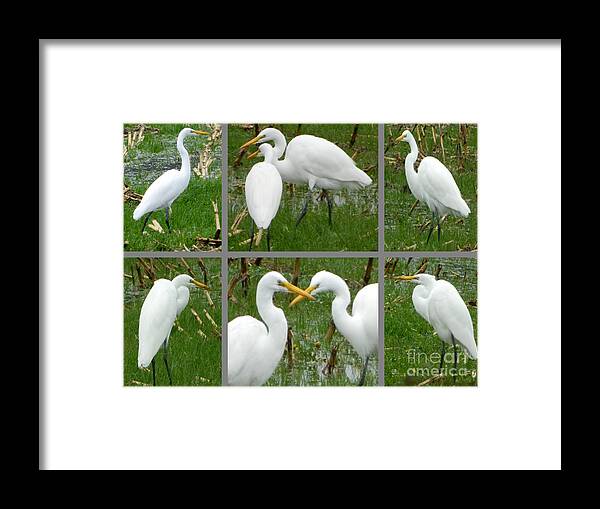 Birds Framed Print featuring the photograph White Egrets by Gallery Of Hope 