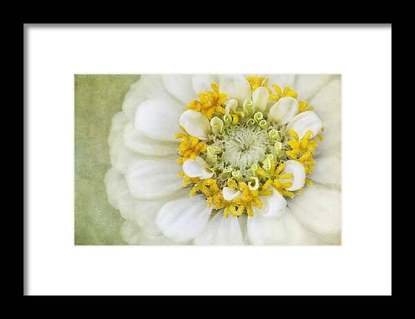 White Zinnia Flower Framed Print featuring the photograph White Elegance by Marina Kojukhova