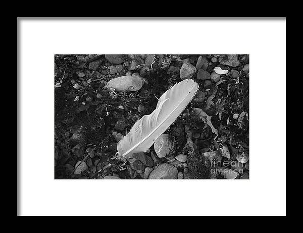 White Framed Print featuring the photograph White Feather by Randi Grace Nilsberg