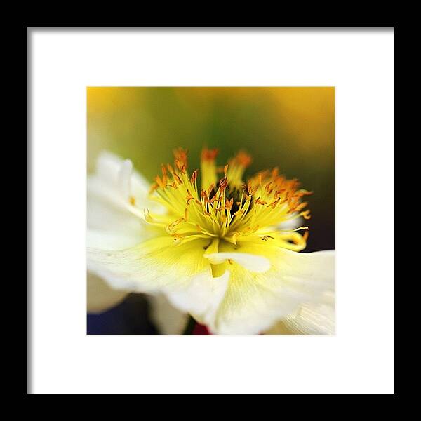 Beautiful Framed Print featuring the photograph White Flower In Close Up by Luisa Azzolini