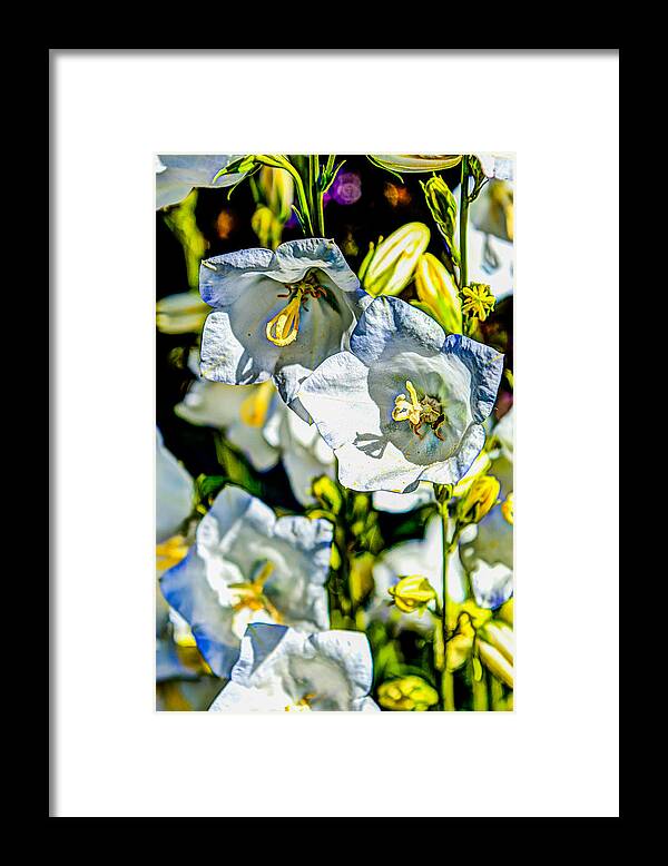 Flower Framed Print featuring the photograph White Flower Spendor by Chris McKenna