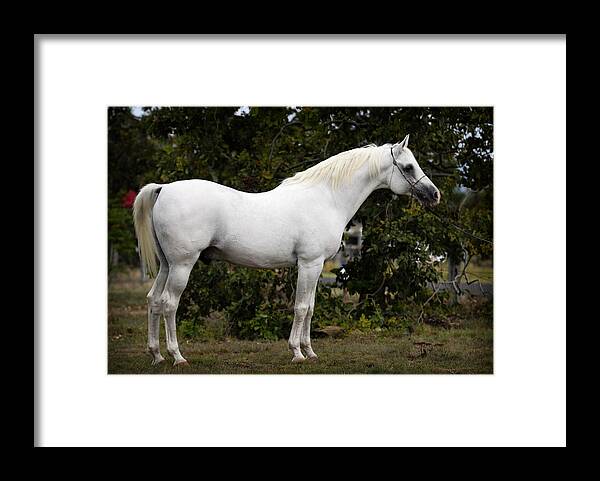 Stallion Framed Print featuring the digital art White Horse 11 by Janice OConnor