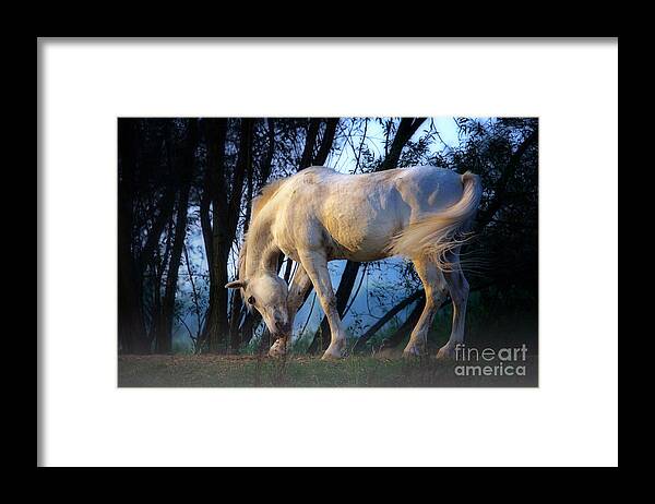 White Framed Print featuring the photograph White horse in the early evening mist by Nick Biemans