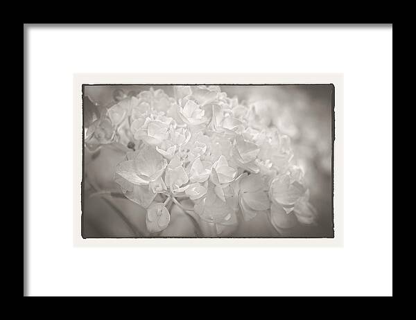Platinum Print Hydrangea Framed Print featuring the photograph White Hydrangea by Craig Perry-Ollila