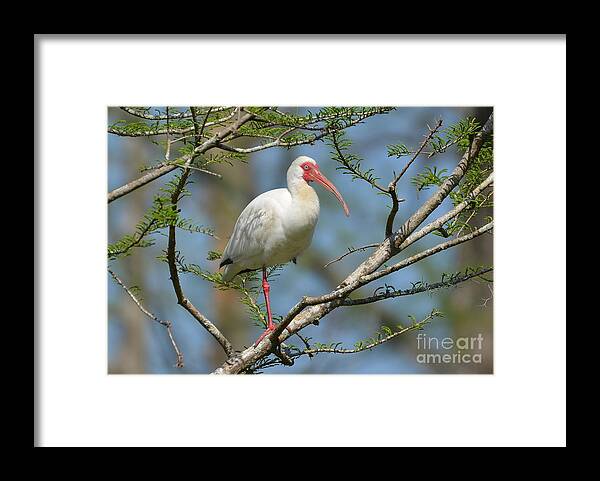 Ibis Framed Print featuring the photograph White Ibis With Bleeding Colors by Kathy Baccari