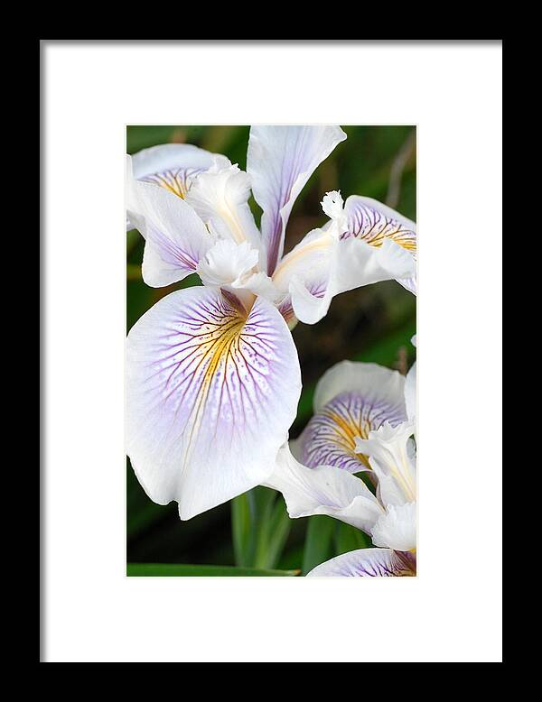 Flower Framed Print featuring the photograph White Iris 1 by Amy Fose