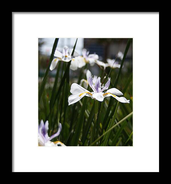 White Framed Print featuring the photograph White Iris Flower by Chauncy Holmes