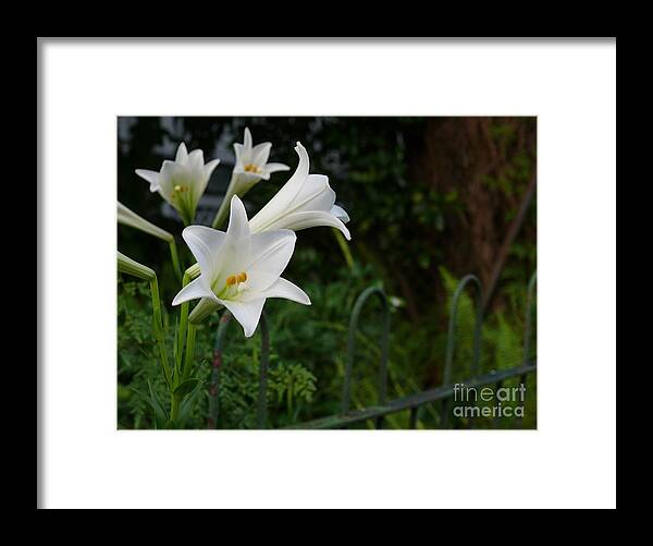New Orleans Framed Print featuring the photograph White Lilies by Jeanne Woods