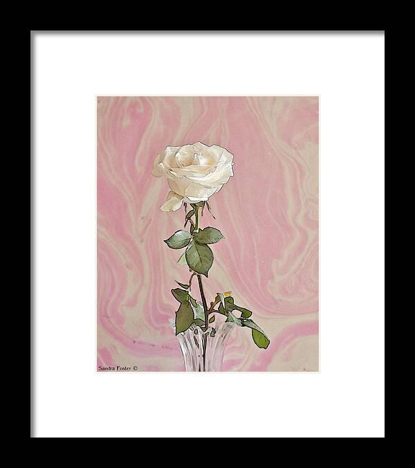 White Rose Framed Print featuring the photograph White Long Stemmed Rose by Sandra Foster