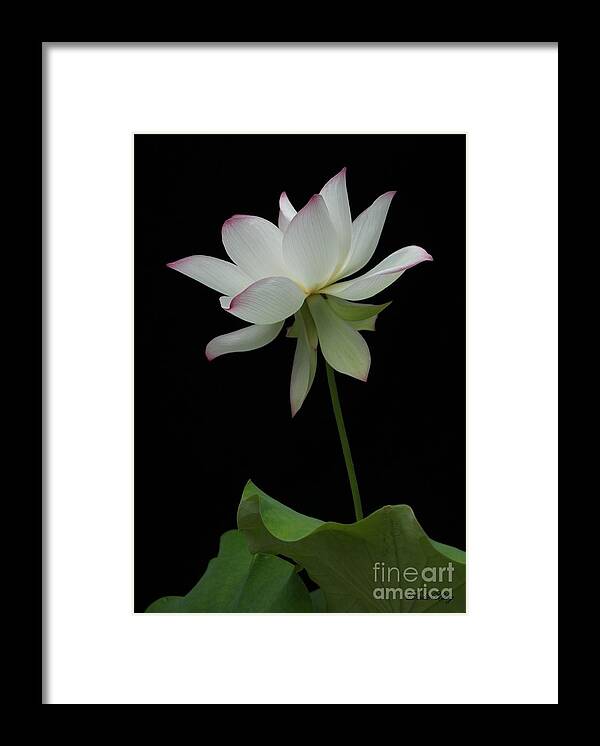 Lotus Framed Print featuring the photograph White Lotus by Dodie Ulery
