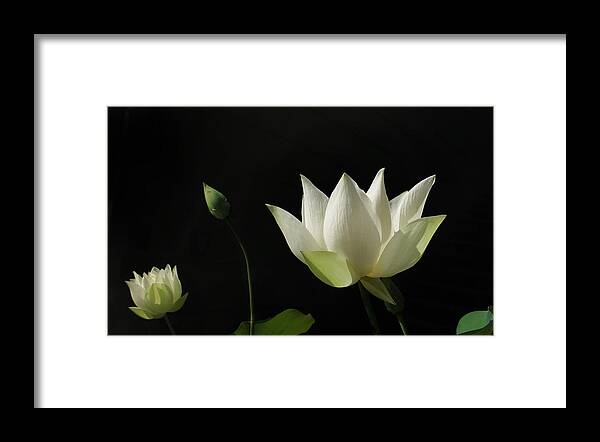 Garden Framed Print featuring the photograph White Lotus Profile by Deborah Smith