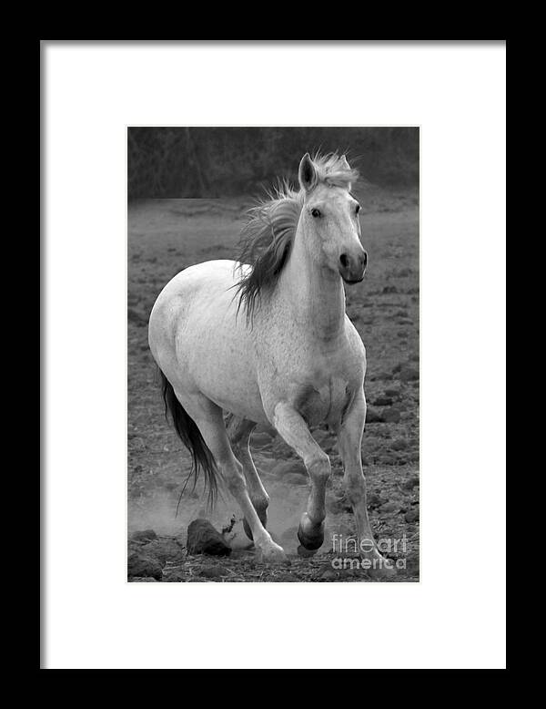 Rtf Ranch Framed Print featuring the photograph White Mare Approaches Number One Close Up Black and White by Heather Kirk