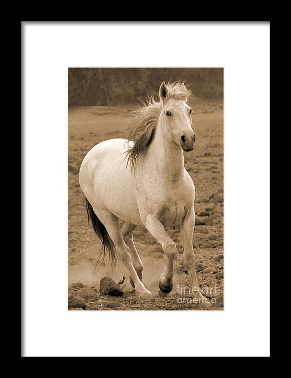 Rtf Ranch Framed Print featuring the photograph White Mare Approaches Number One Close Up Sepia by Heather Kirk