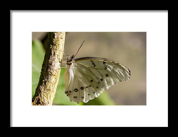 Animal Framed Print featuring the photograph White Morpho Butterfly by Teri Virbickis