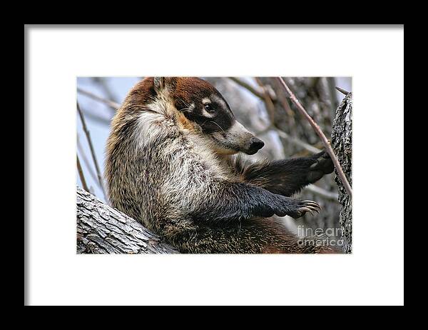 Coati Framed Print featuring the photograph White-nosed Coati 3 by Al Andersen