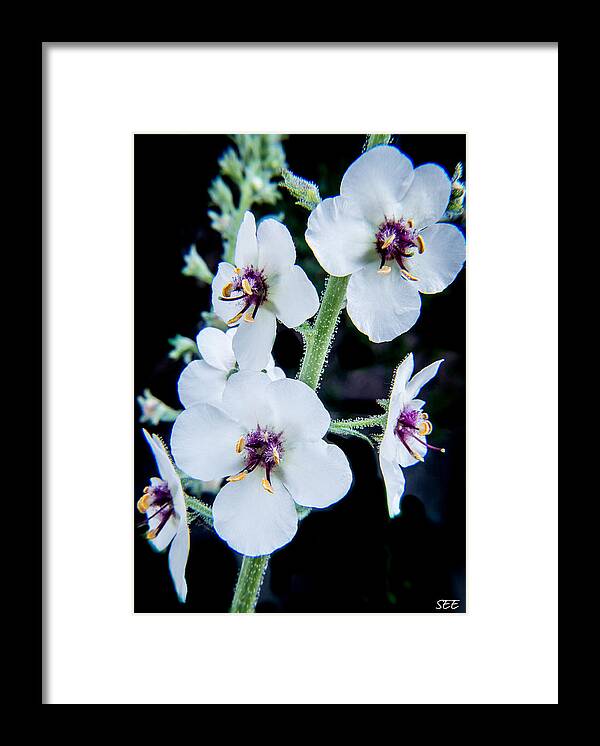 Flower Framed Print featuring the photograph White on Black by Susan Eileen Evans