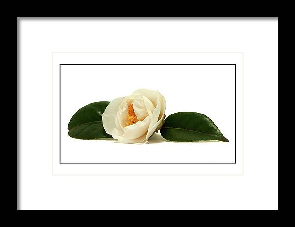 White Framed Print featuring the photograph White on White by Ron Roberts