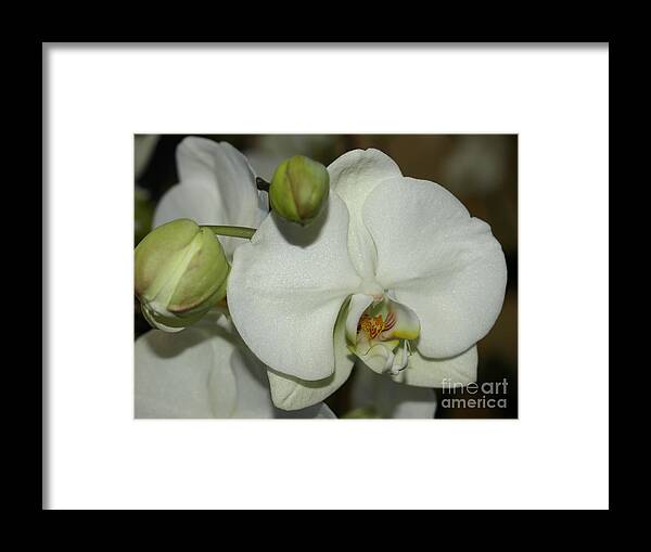 White Framed Print featuring the photograph White Orchid by Jacklyn Duryea Fraizer