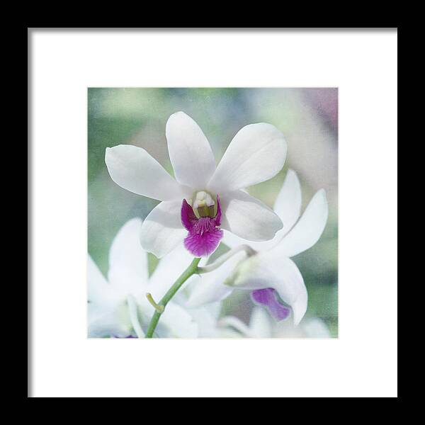 Orchid Framed Print featuring the photograph White Orchid by Kim Hojnacki