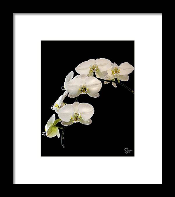 Flower Framed Print featuring the photograph White Orchids by Endre Balogh