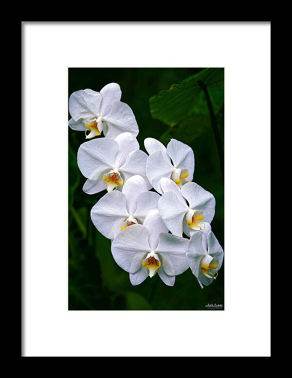 White Orchid Framed Print featuring the photograph White Orchids by Aloha Art