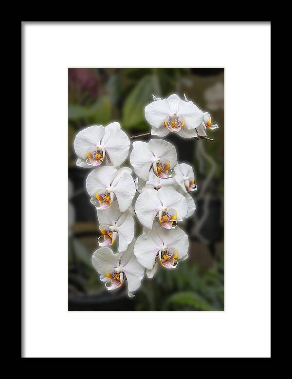 Orchid Framed Print featuring the photograph White Orchids by Michael Porchik