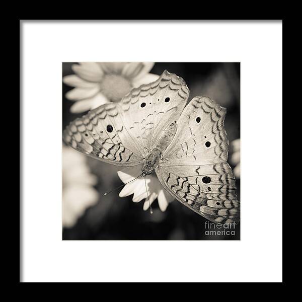 Butterfly Framed Print featuring the photograph White Peacock Butterfly by Tamara Becker