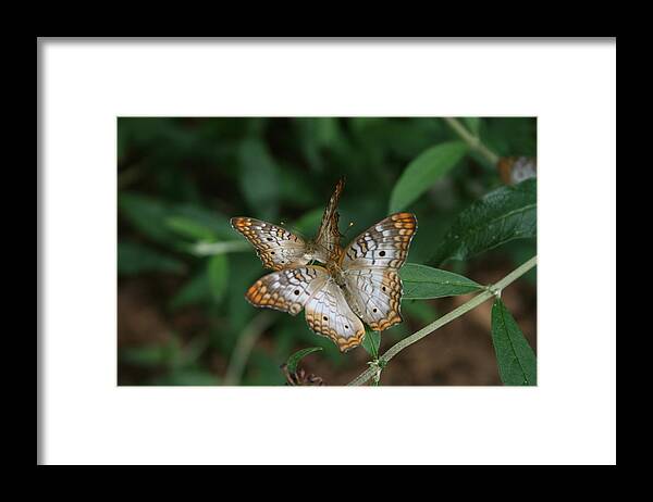 White Framed Print featuring the photograph White Peacock Butterflies by Cathy Harper