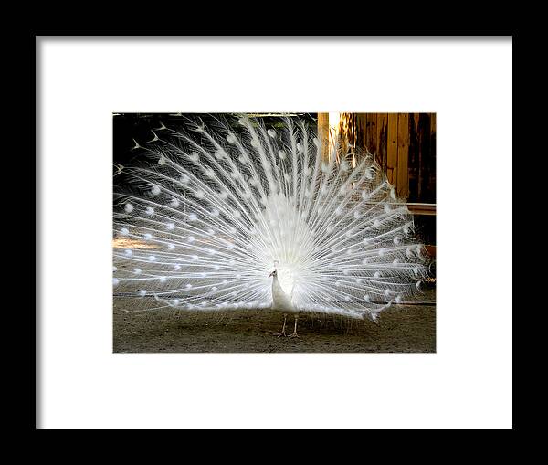 Peacock Framed Print featuring the photograph White Peacock by Jean Wolfrum