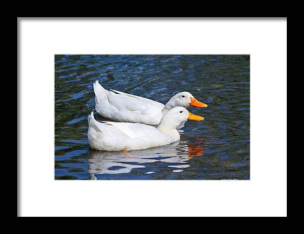 Animals Framed Print featuring the photograph White Pekin Ducks #2 by Ann Murphy