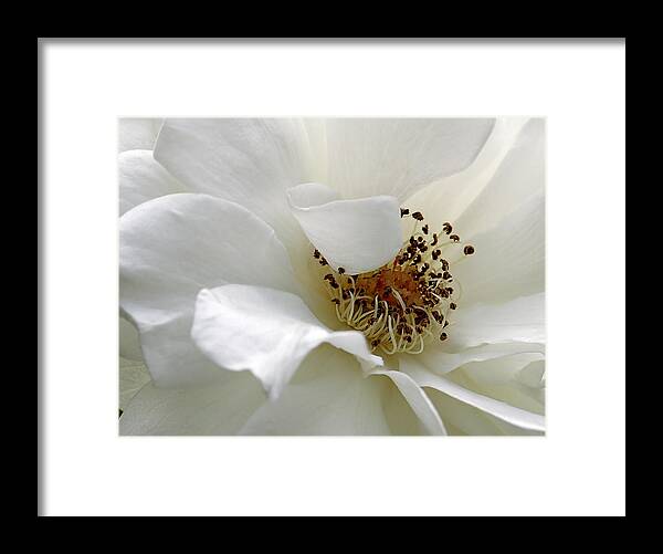 Flower Framed Print featuring the photograph White Petals by Michelle Joseph-Long