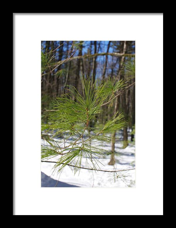 White Pine Framed Print featuring the photograph White Pine 2 by Allan Morrison