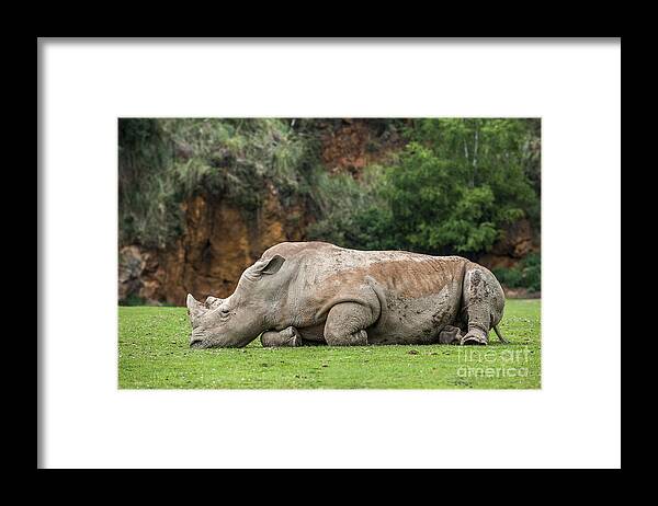 White Rhino Framed Print featuring the photograph White rhino 16 by Arterra Picture Library