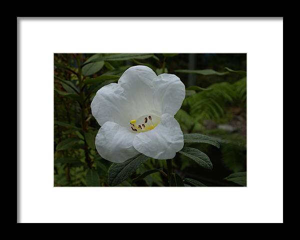 Rhody Framed Print featuring the photograph White Rhododendron by Jerry Cahill