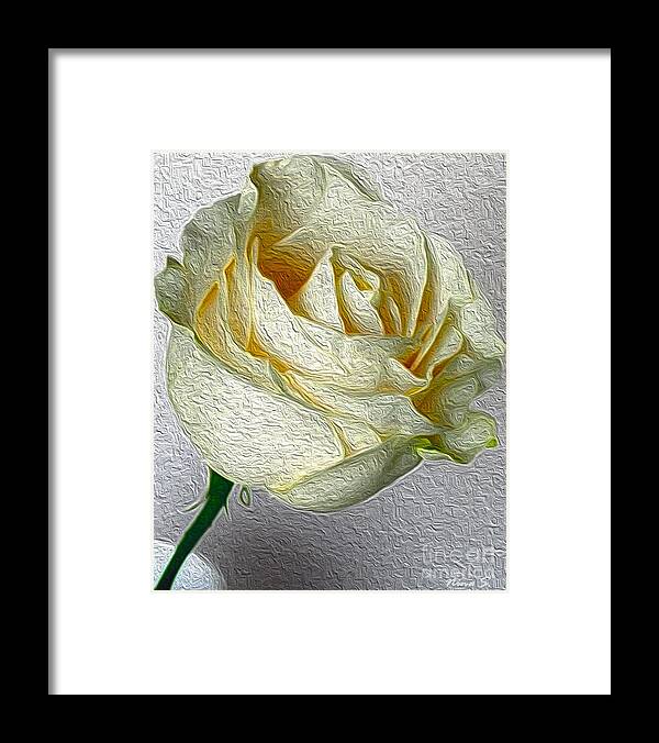 Floral Framed Print featuring the photograph White Rose in Oil Effect by Nina Silver