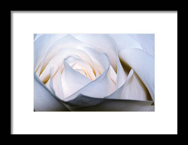 Color Framed Print featuring the photograph White Rose by Jim Shackett