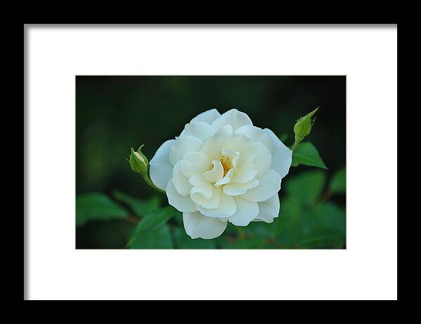 Linda Brody Framed Print featuring the photograph White Rose with Two Buds by Linda Brody