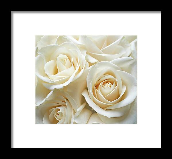 Petal Framed Print featuring the photograph White Roses by Creativeye99