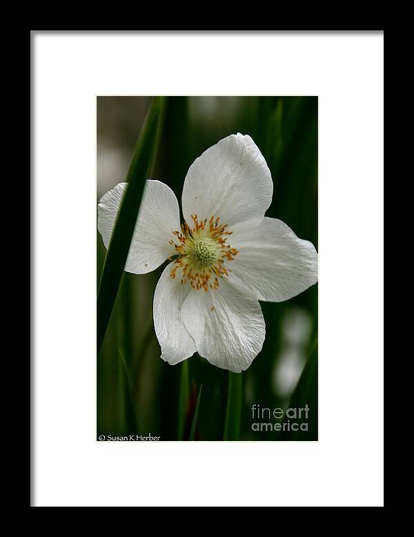 Flower Framed Print featuring the photograph White Siberian by Susan Herber