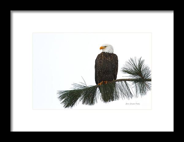 Eagle Framed Print featuring the photograph White Skies and Snow by Beve Brown-Clark Photography