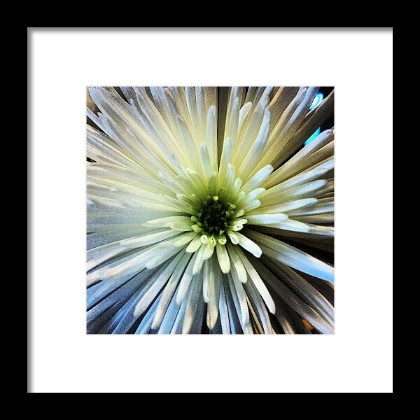 White Framed Print featuring the photograph White Spider Mum by Jean Macaluso